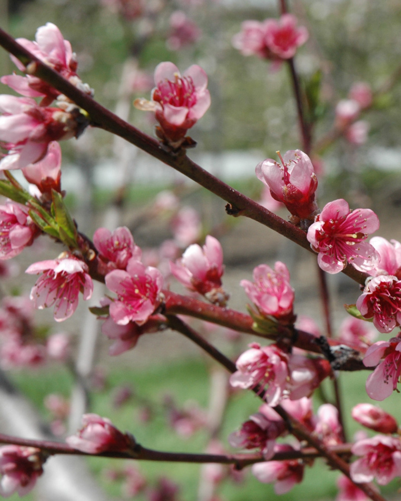 Reliance Peach #10<br><i>Prunus persica \'Reliance\'</br></i>