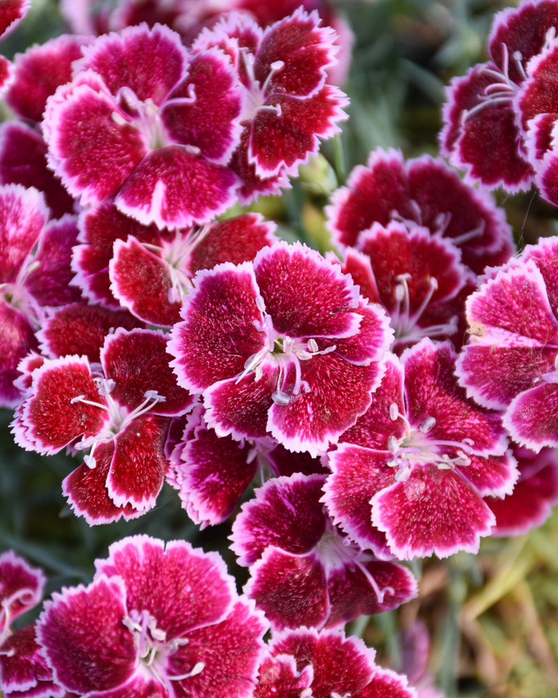 Mountain Frost� Ruby Glitter Pinks #1<br><i>Dianthus 'KonD1400K6'</br></i>