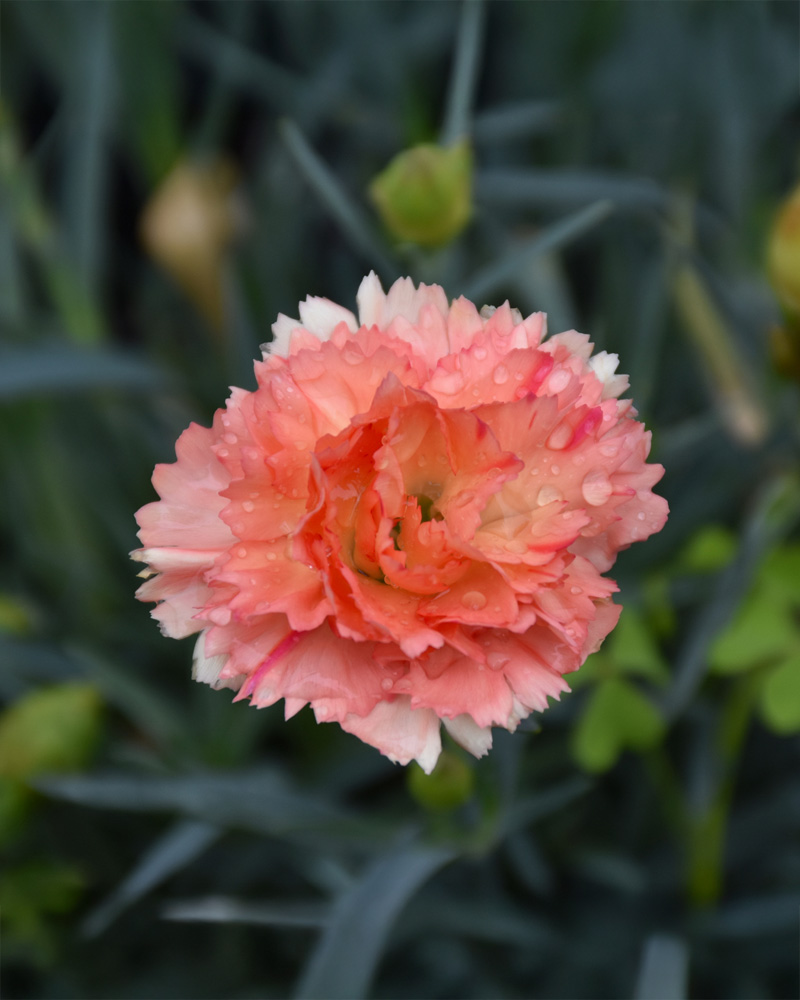 SuperTrouper� Orange Carnation #1<br><i>Dianthus caryophyllus 'SuperTrouper Orange'</br></i>