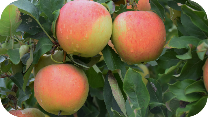 Fruiting Trees, Shrubs & Vines