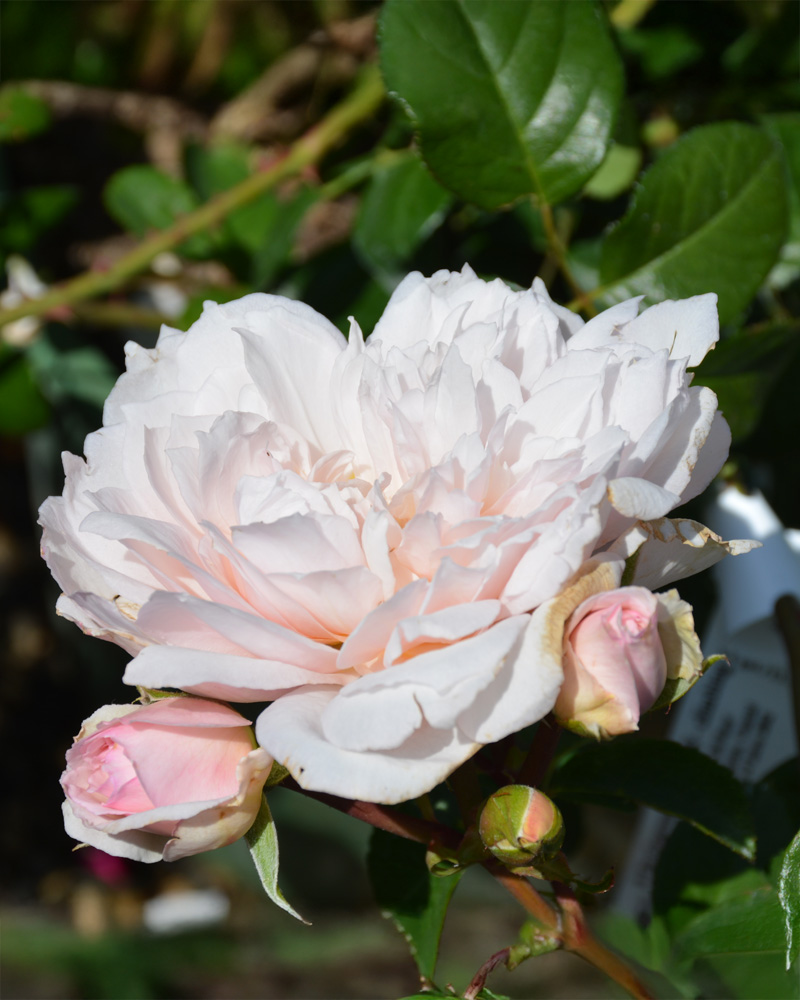The Lady of the Lake Rose #3<br><i>Rosa 'Ausherbert'</br></i>