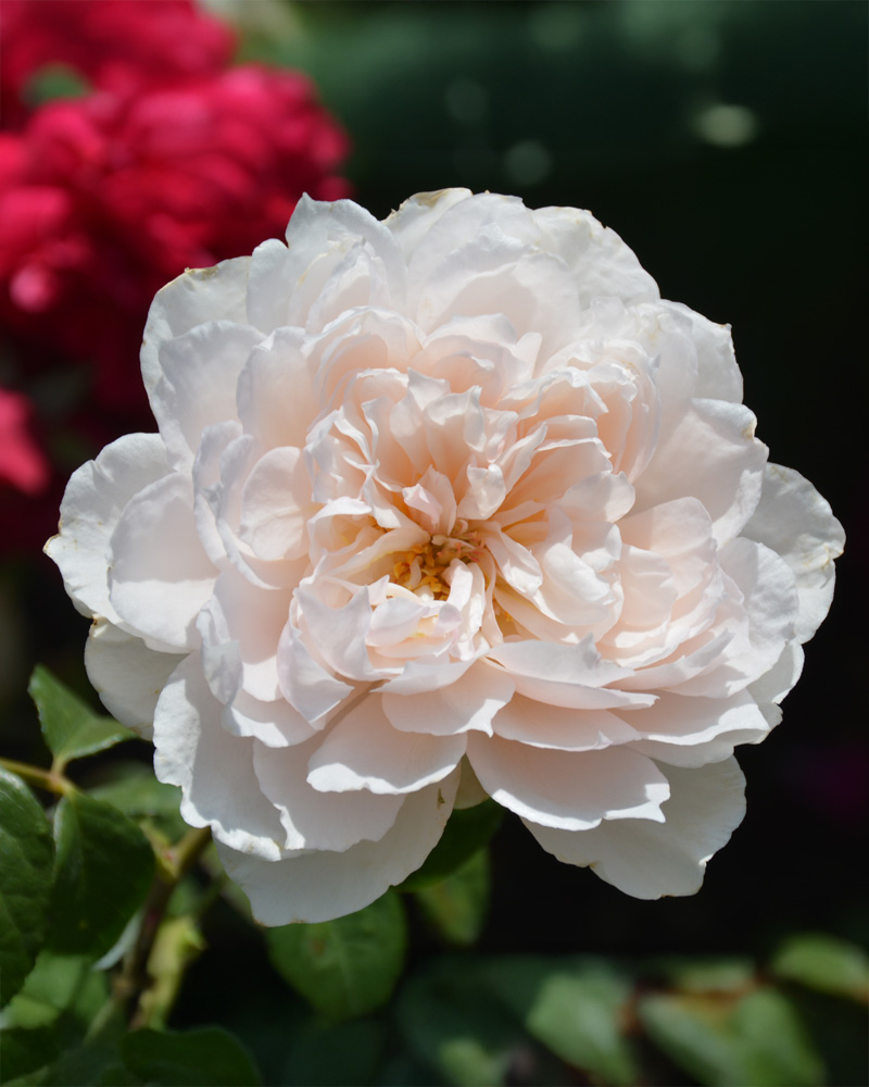 The Generous Gardener Rose #3<br><i>Rosa 'Ausdrawn'</br></i>