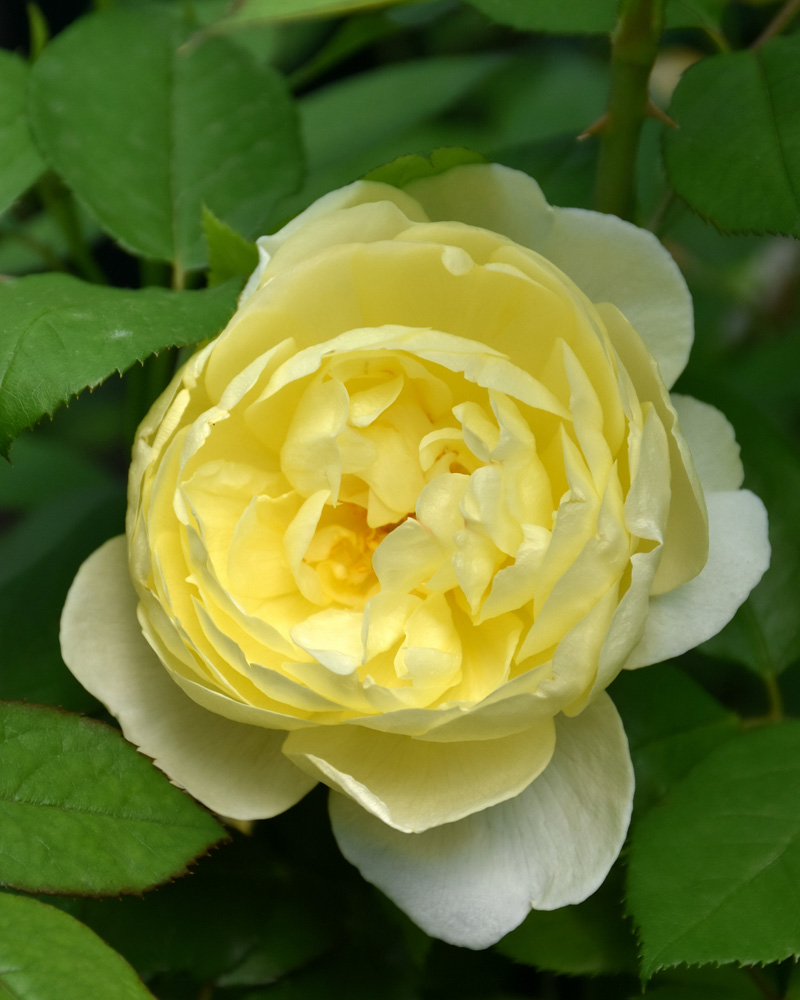 Vanessa Bell� Rose #3<br><i>Rosa 'Vanessa Bell'</br></i>