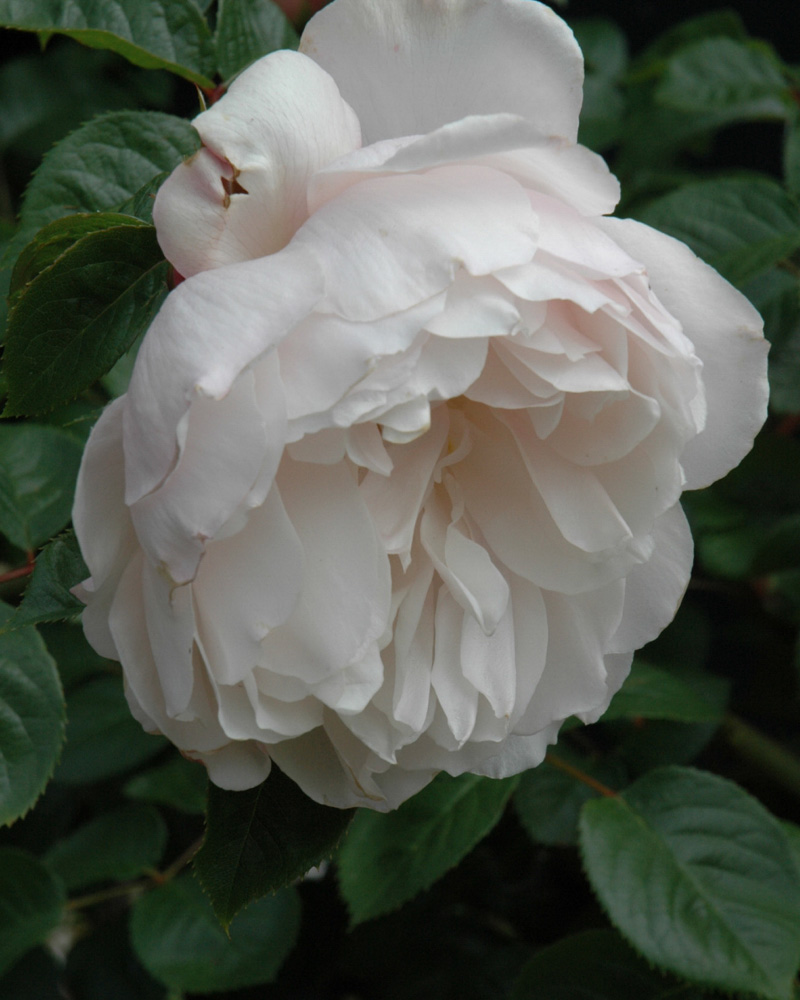 The Generous Gardener Rose #3<br><i>Rosa \'Ausdrawn\'</br></i>