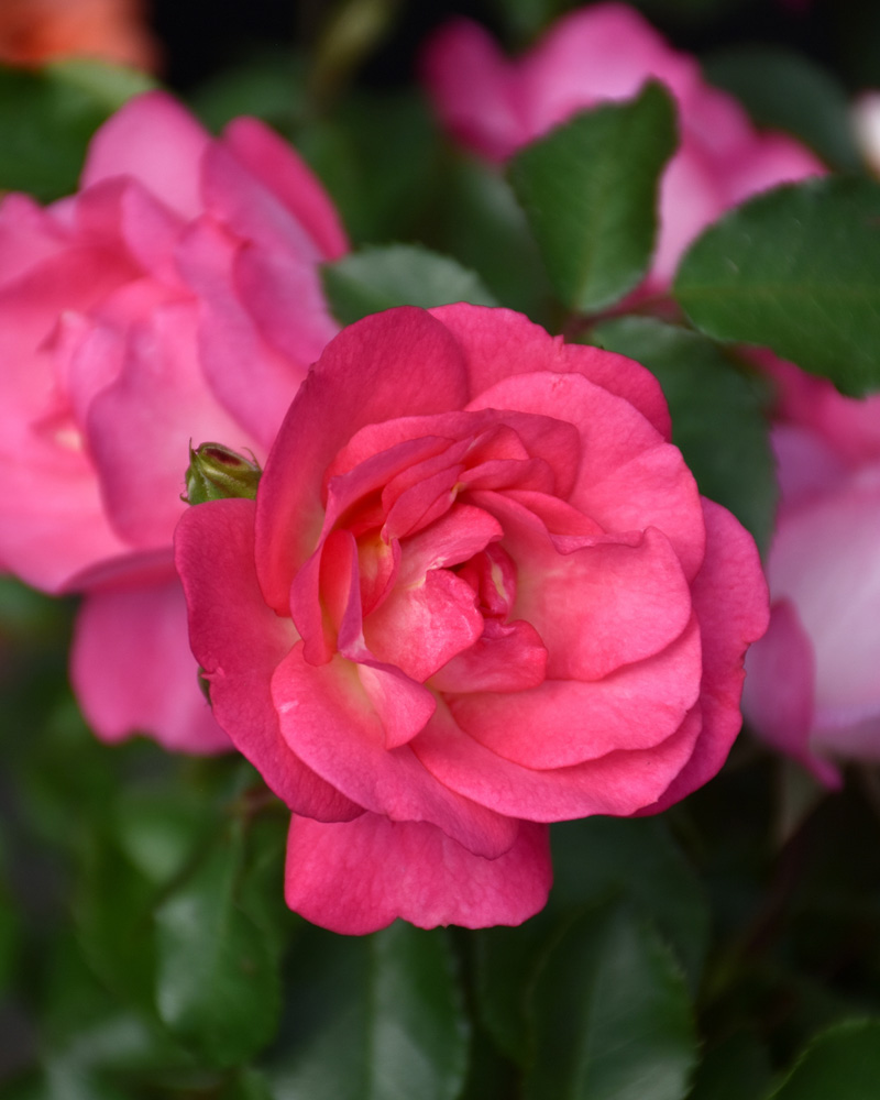Sunrise Sunset Rose #2<br><i>Rosa Sunrise Sunset</br></i>