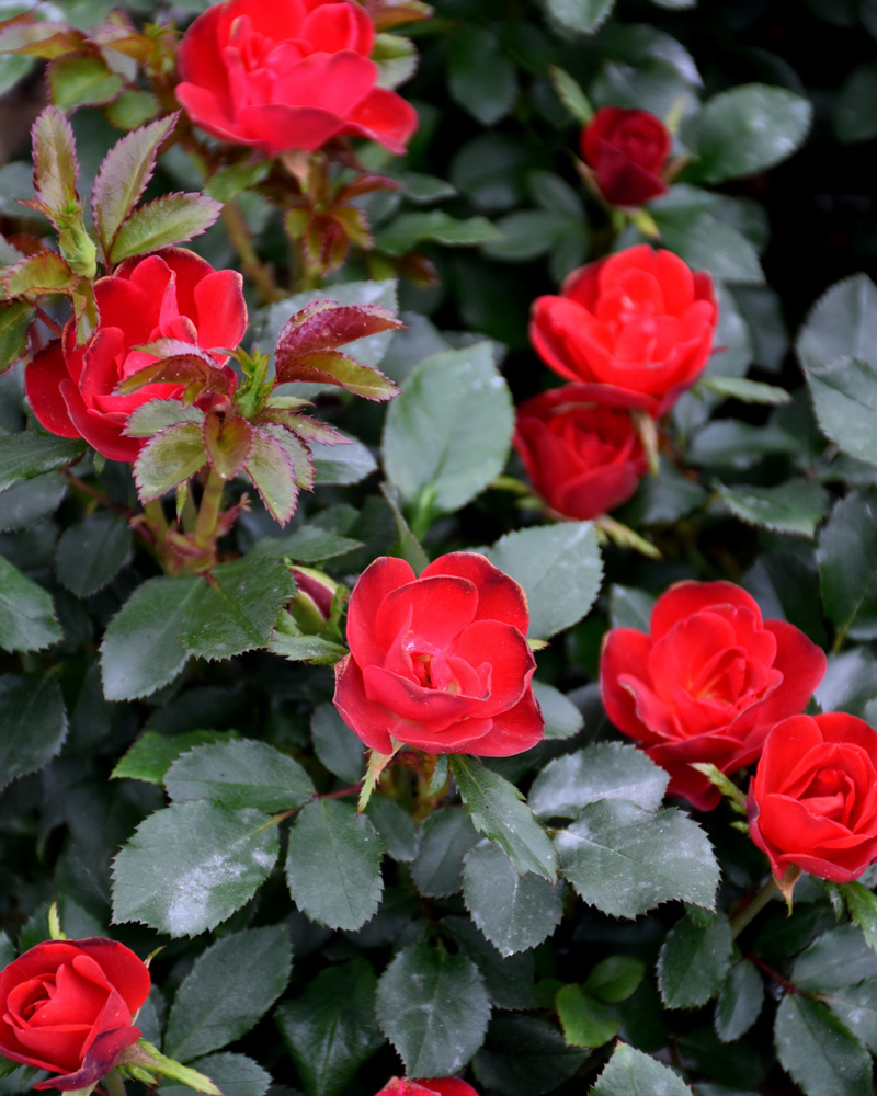 Petite Knock Out&reg; Rose #2<br><i>Rosa 'Meibenbino'</br></i>