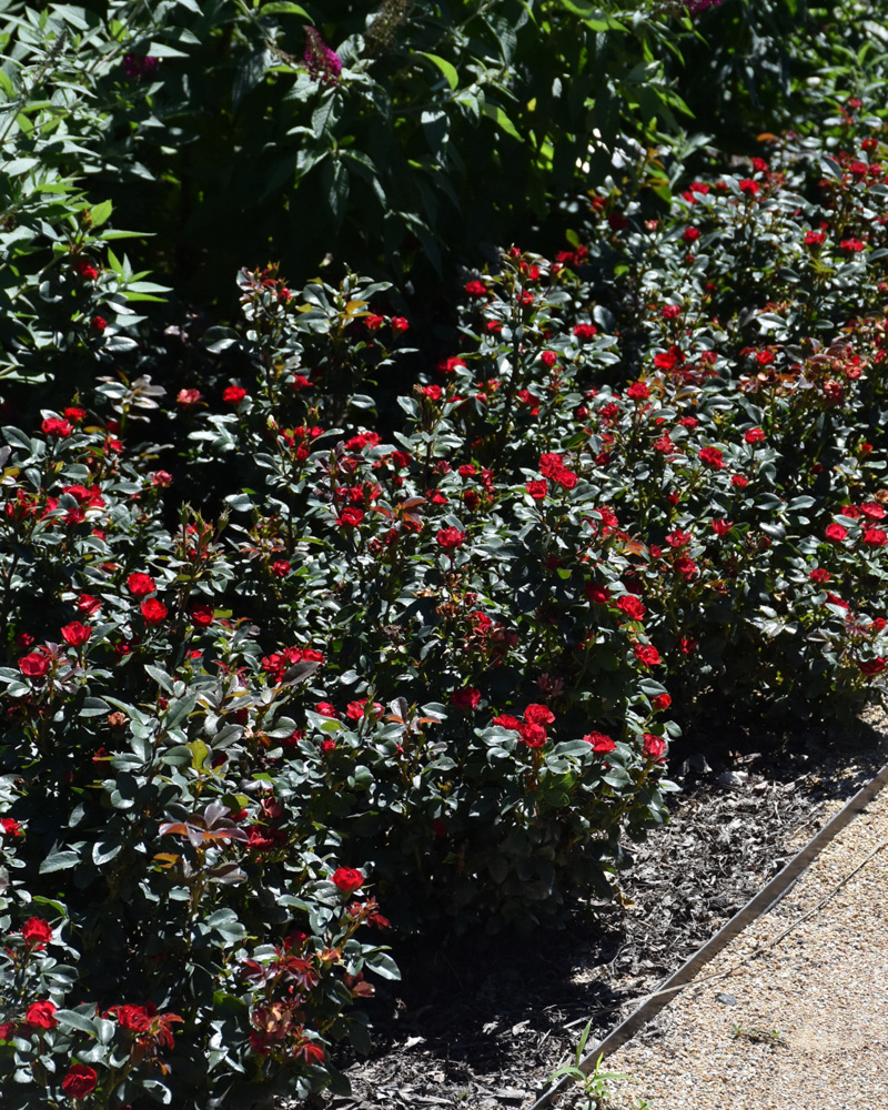 Petite Knock Out&reg; Rose #2<br><i>Rosa \'Meibenbino\'</br></i>