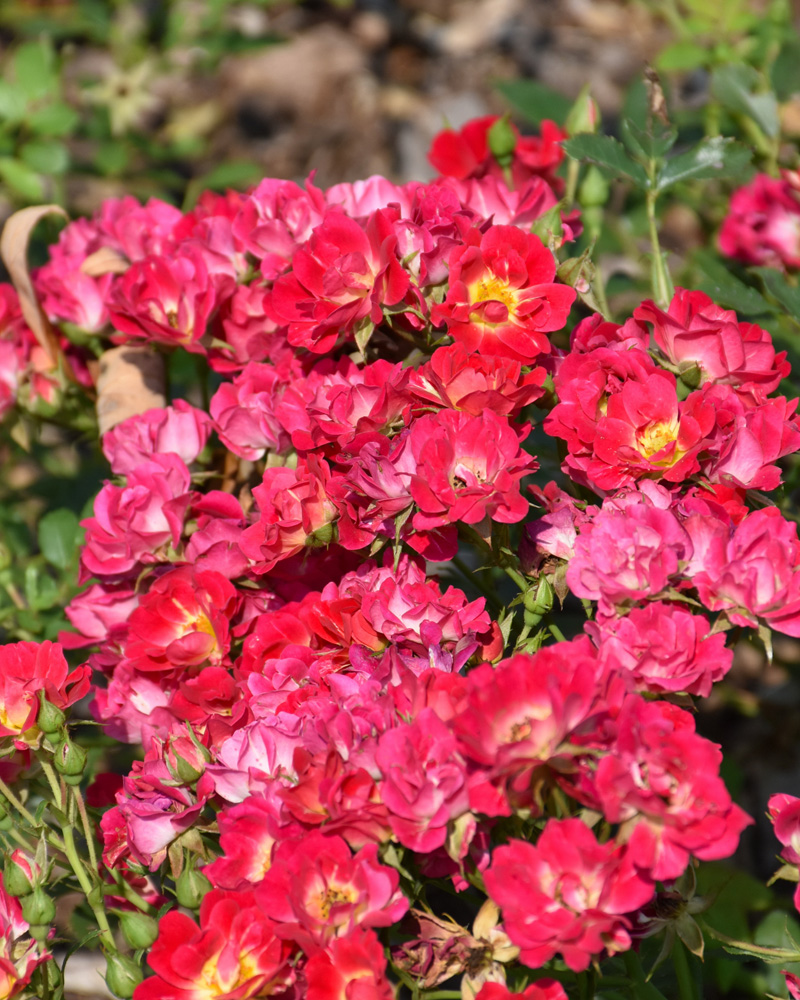 Pink Drift&reg; Rose #2<br><i>Rosa 'Meijocos'</br></i>