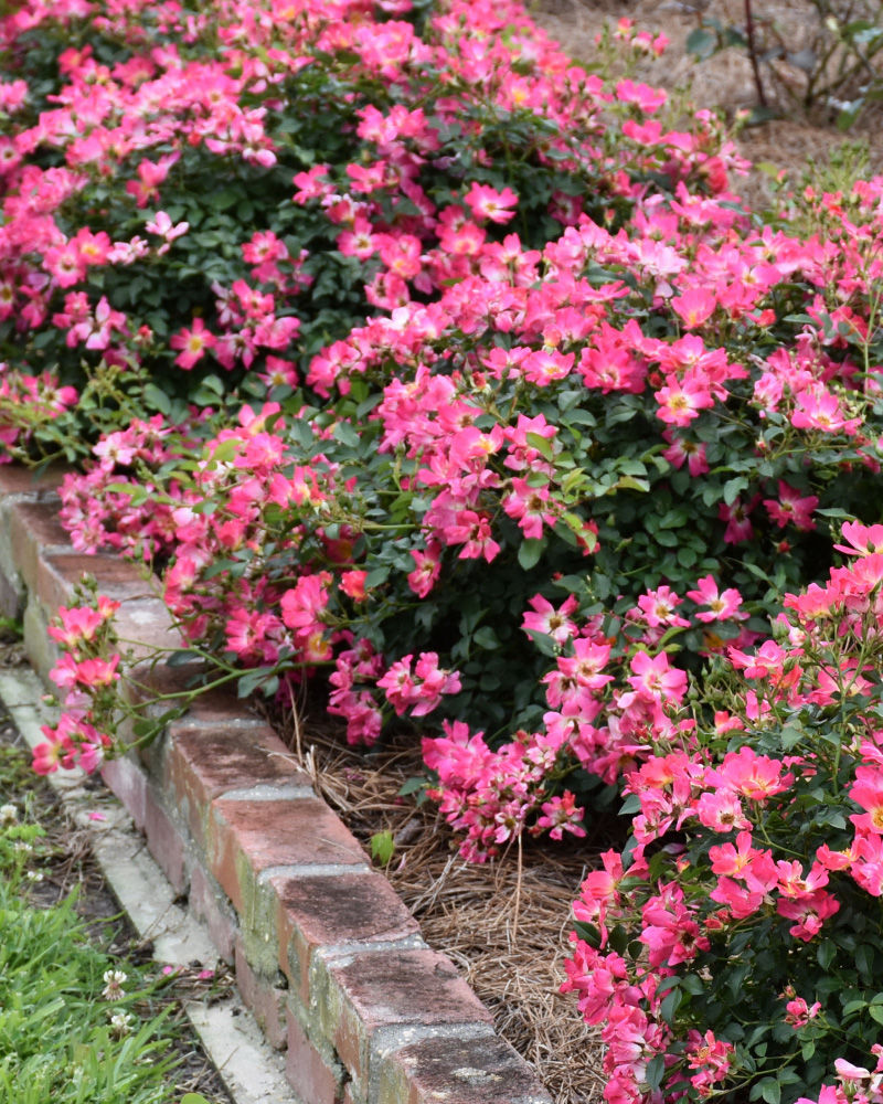 Pink Drift&reg; Rose #2<br><i>Rosa \'Meijocos\'</br></i>