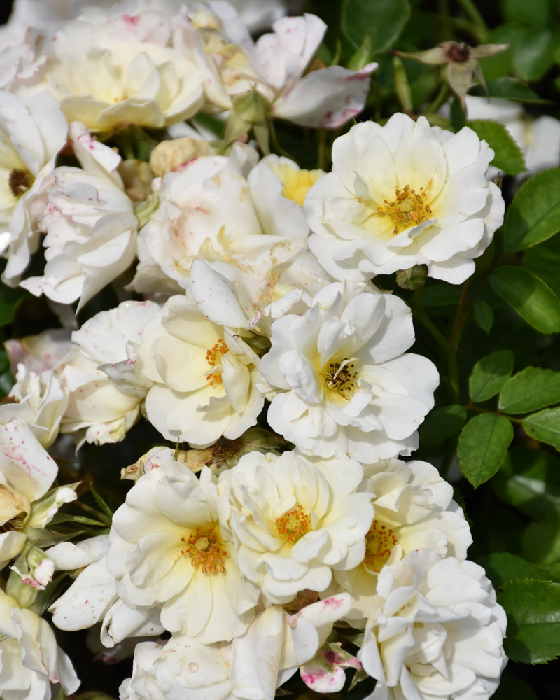 White Drift&reg; Rose #2<br><i>Rosa 'Meizorland'</br></i>