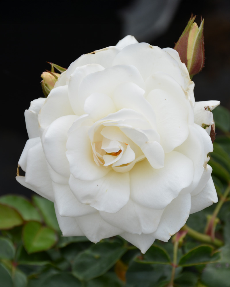 Iceberg Rose #5<br><i>Rosa 'Iceberg'</br></i>