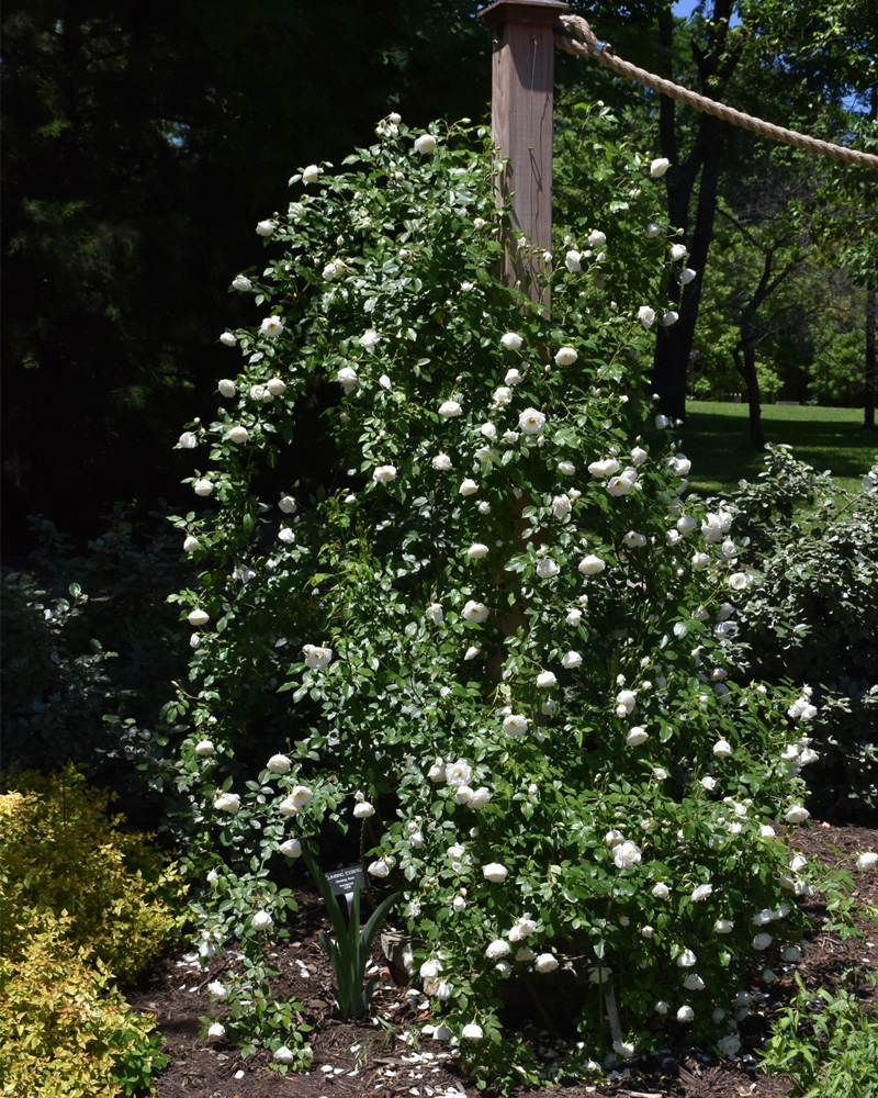 Iceberg Rose #5<br><i>Rosa \'Iceberg\'</br></i>