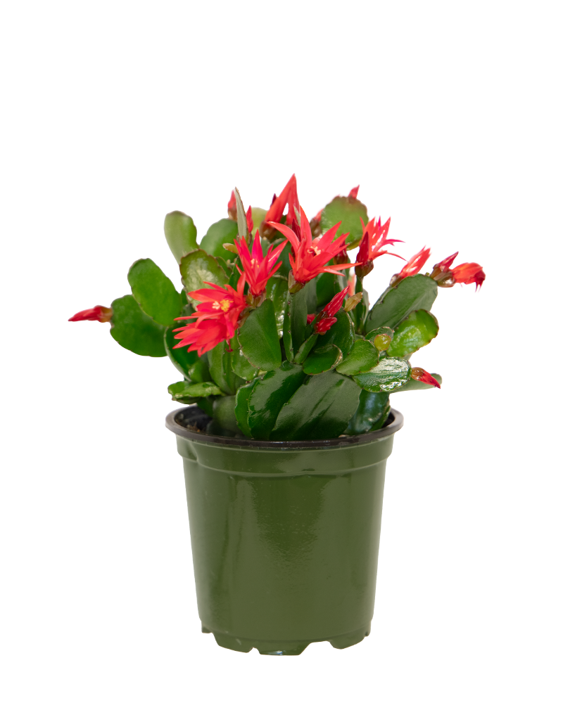 Spring Cactus 'Choose Color' 4"