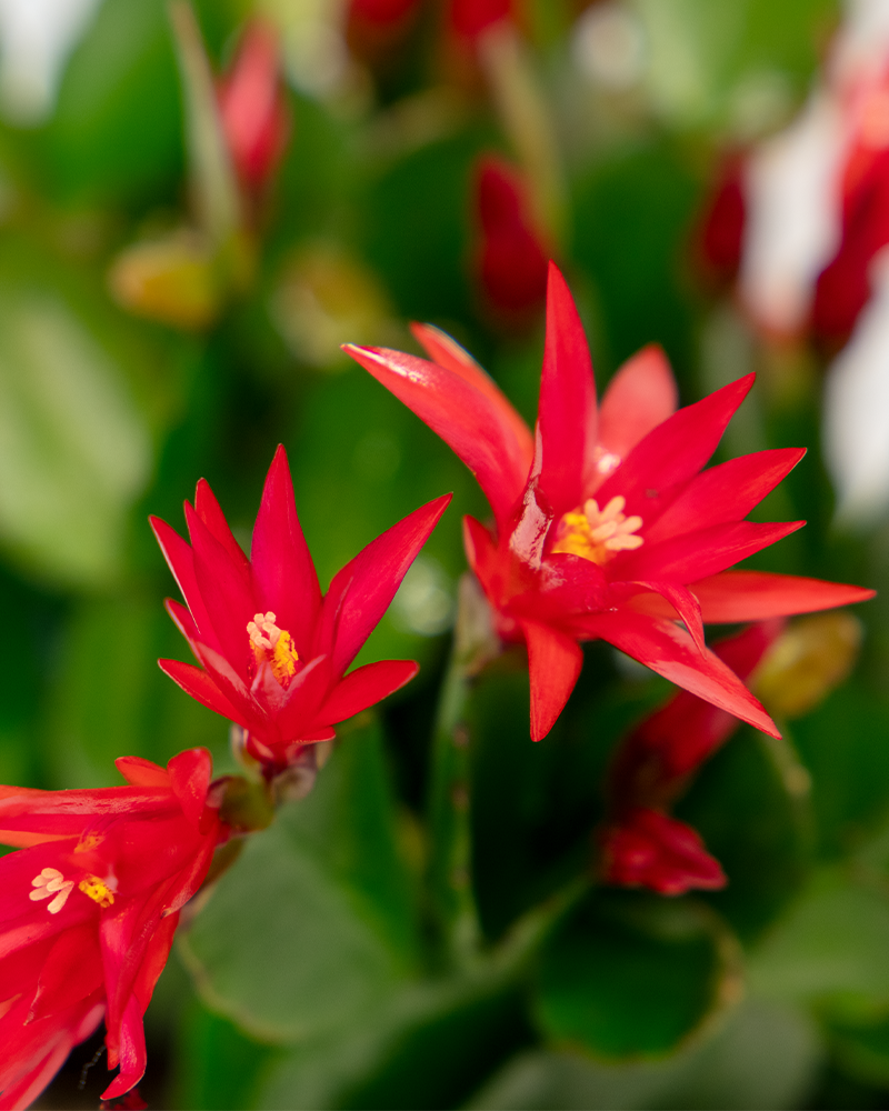 Spring Cactus \'Choose Color\' 4\"