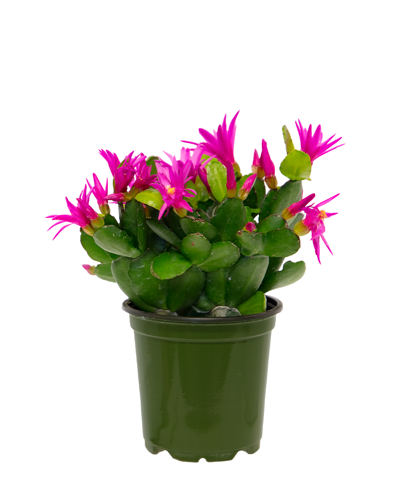 Spring Cactus \'Choose Color\' 4\"