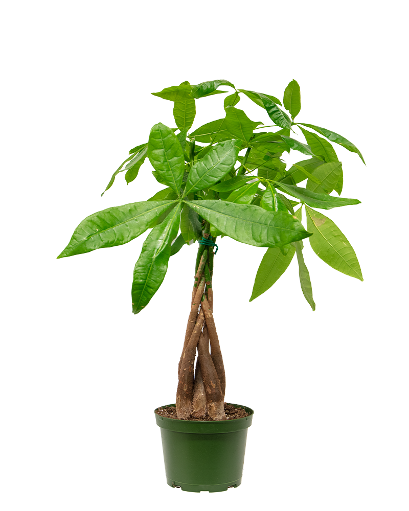 Pachira Money Tree Braid 5"