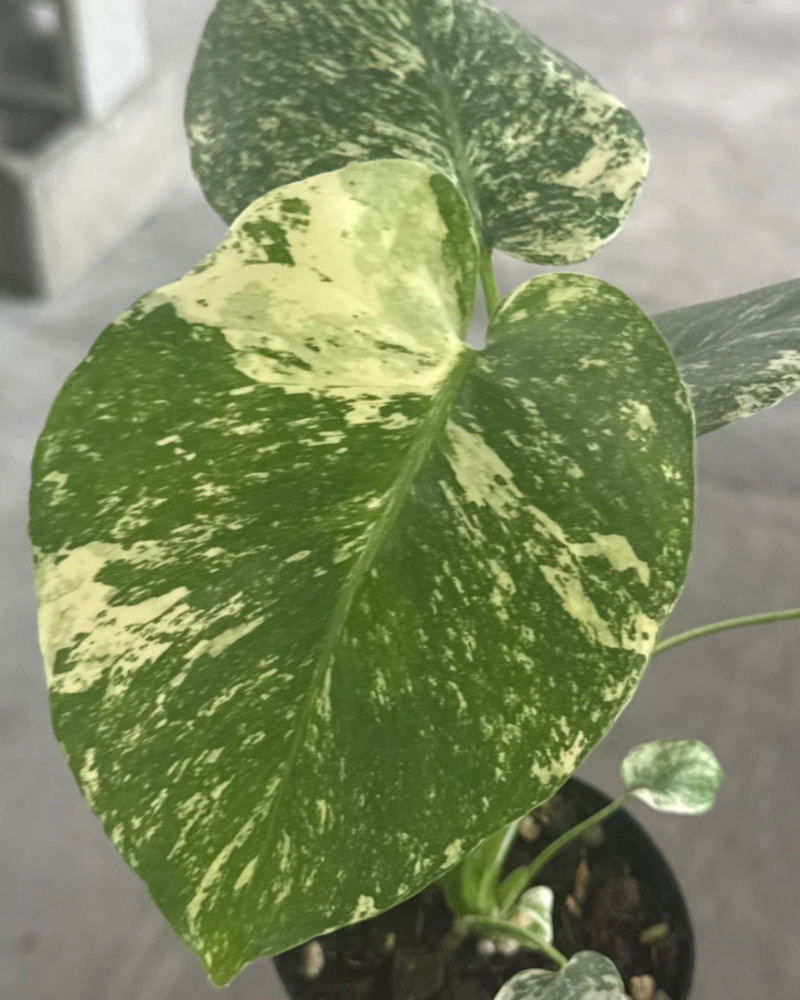 Monstera White Monster 4"