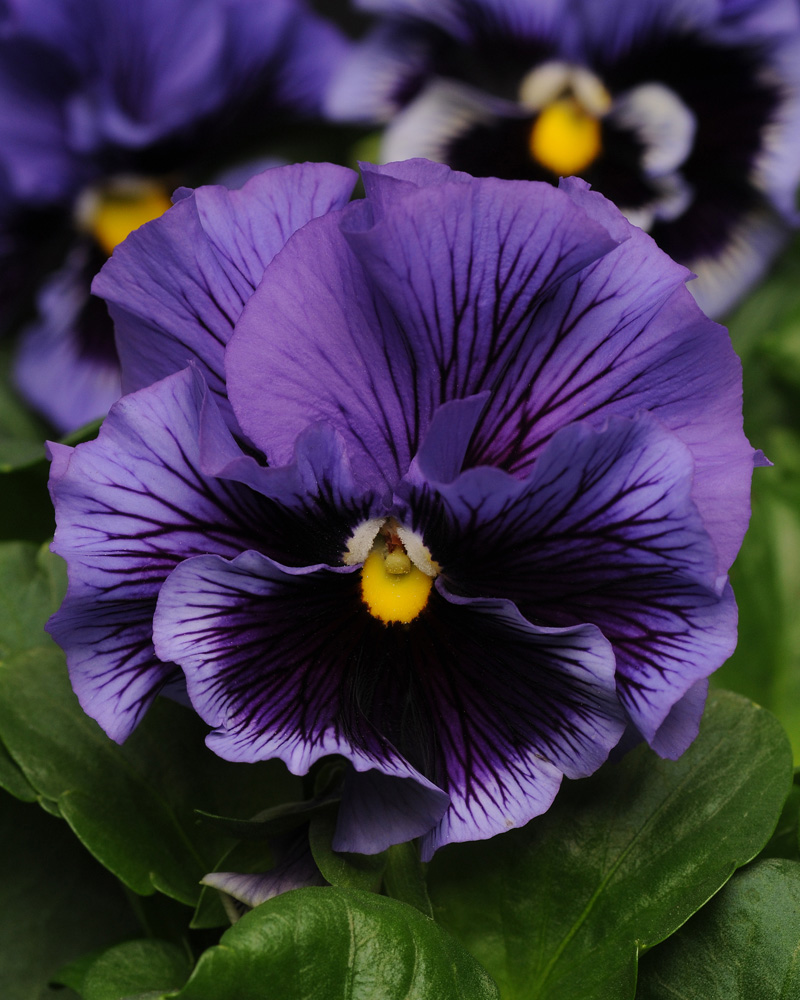 Pansy Frizzle Sizzle Blue 6 Pack