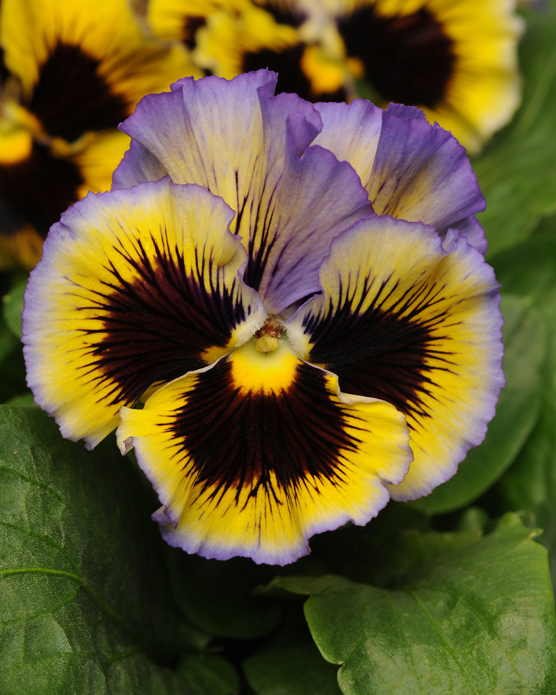 Pansy Frizzle Sizzle Yellow Blue Swirl 6 Pack