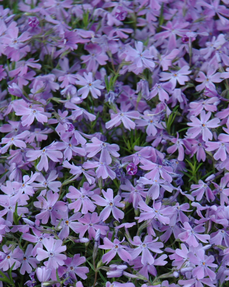 Emerald Blue Moss Phlox #1<br><i>Phlox subulata 'Emerald Blue'</br></i>