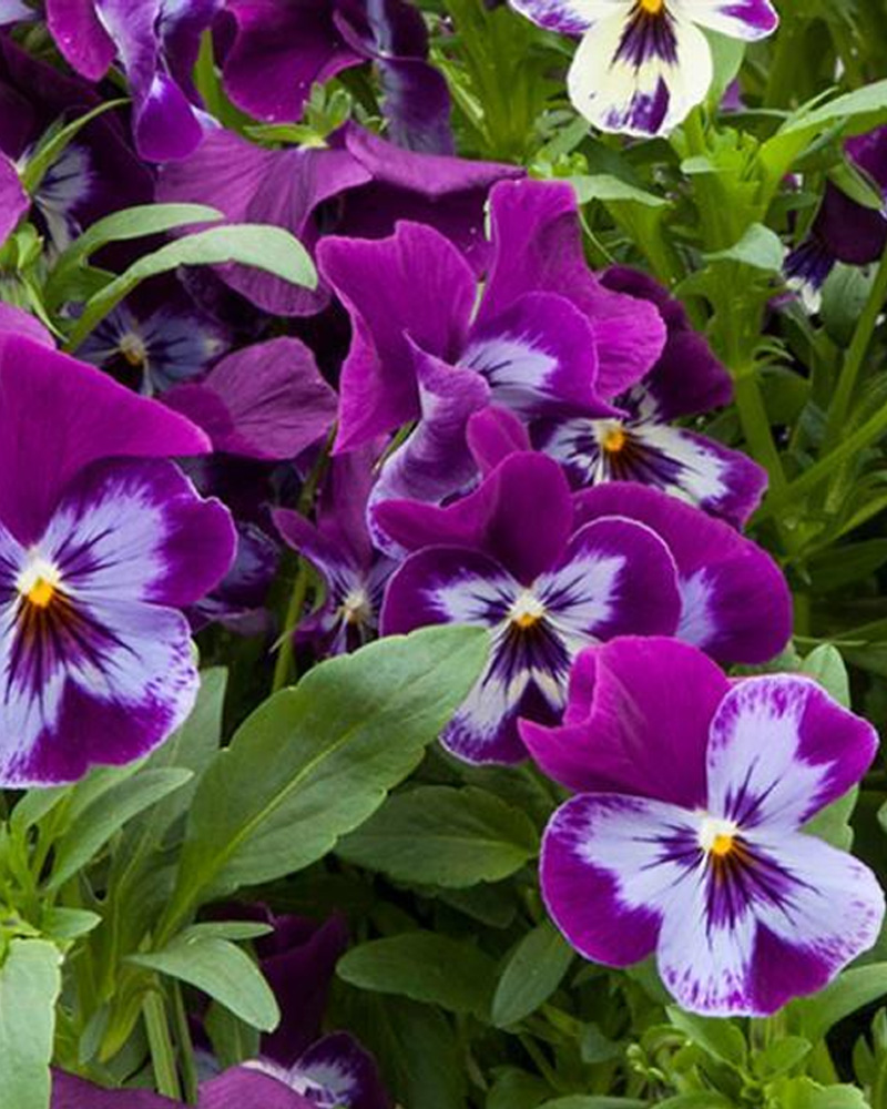 Pansy Freefall XL Purple Face 4"