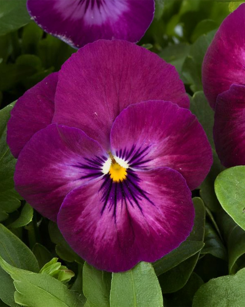 Viola ColorMax Berry Pie 6 Pack