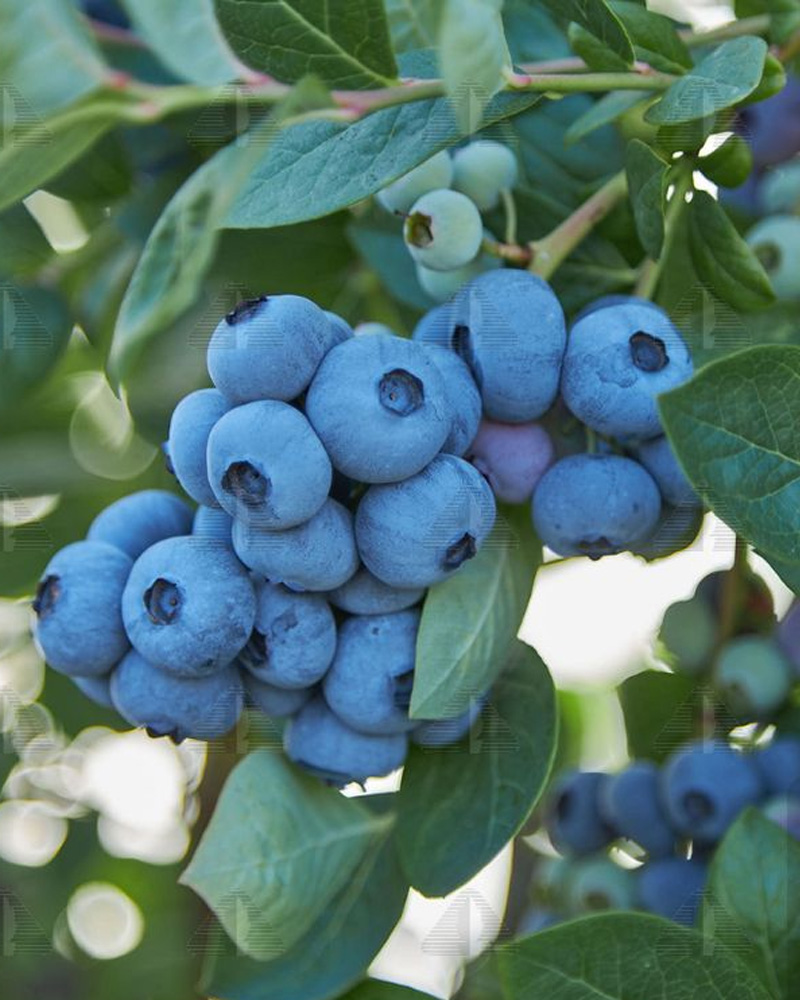 Top Shelf Blueberry #1<br><i>Vaccinium corymbosum 'Top Shelf'</br></i>