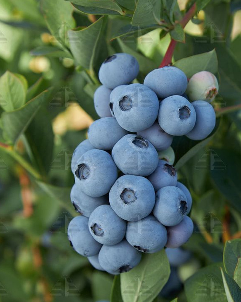 Blue Ribbon Blueberry #2<br><i>Vaccinium corymbosum 'Blue Ribbon'</br></i>