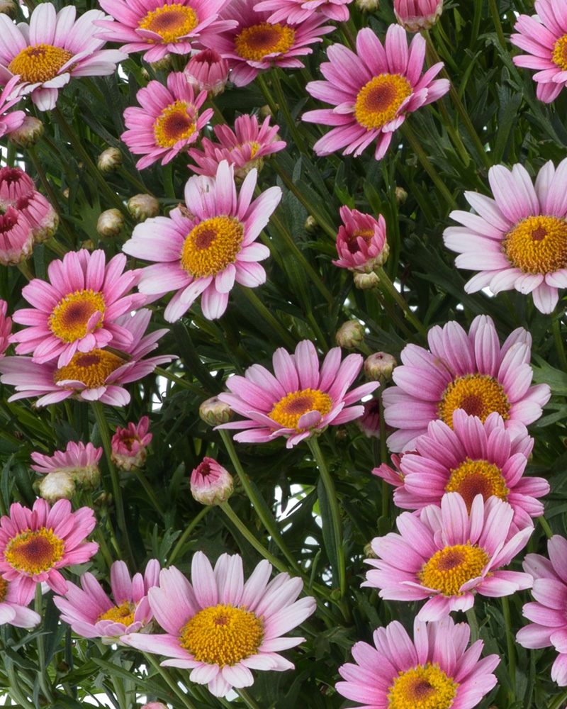 Argyranthemum Marshmallow 4"