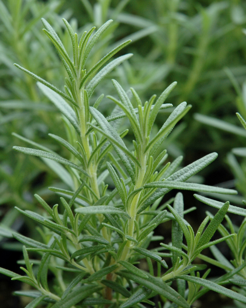 Rosemary Simply Herbs 4"