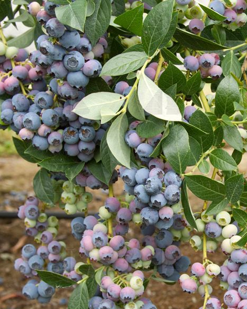 Reka Blueberry #2<br><i>Vaccinium corymbosum 'Reka'</br></i>