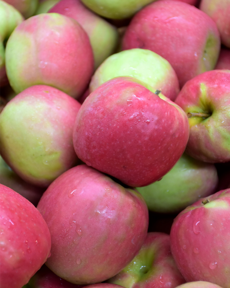 Pink Lady Apple #10<br><i>Malus 'Pink Lady'</br></i>