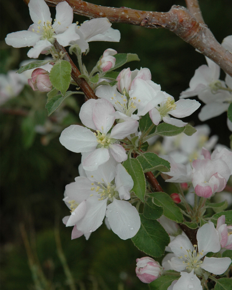 Pink Lady Apple #10<br><i>Malus \'Pink Lady\'</br></i>