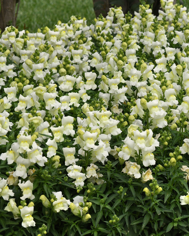 Snapdragon Snapshot White 6 Pack