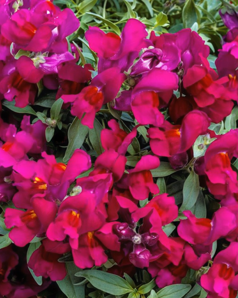 Snapdragon Candy Showers Purple Hanging Basket 10"