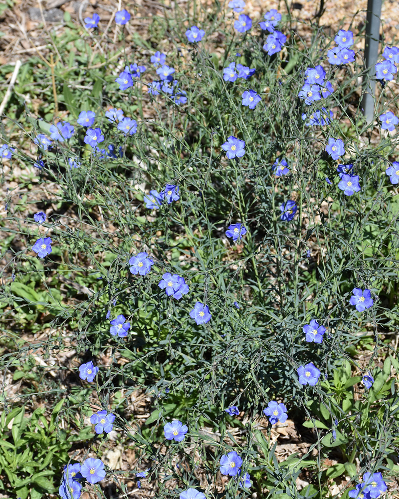 Wild Blue Flax #1<br><i>Linum lewisii</br></i>