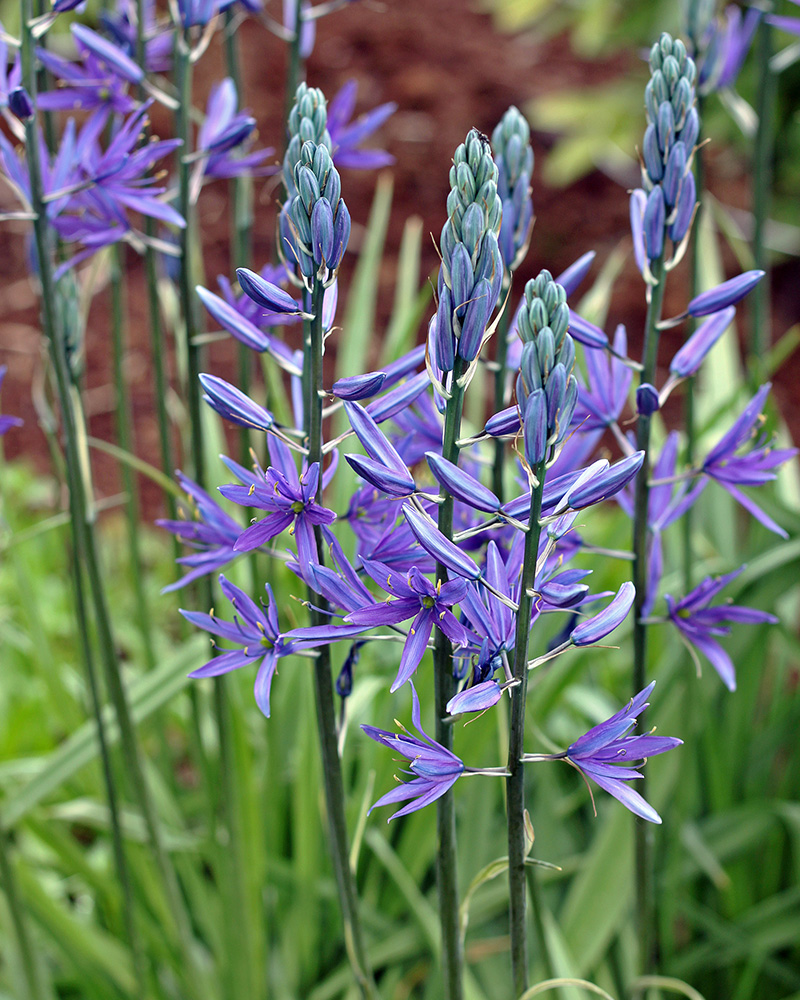 Common Camas #1<br><i>Camassia quamash</br></i>