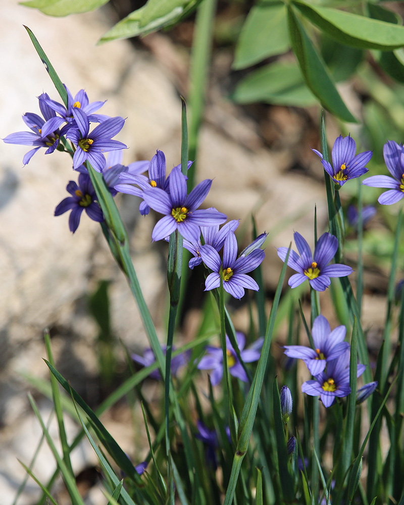 Blue-Eyed Grass #1<br><i>Sisyrinchium idahoensis</br></i>