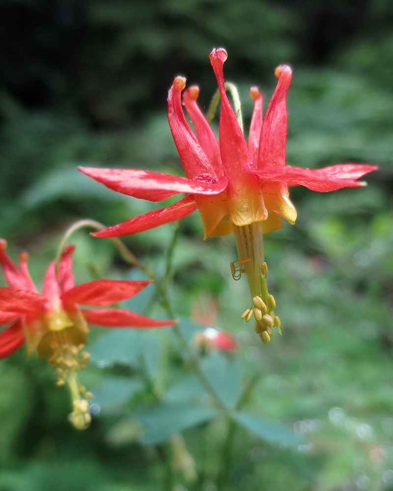 Western Columbine #1<br><i>Aquilegia formosa</br></i>