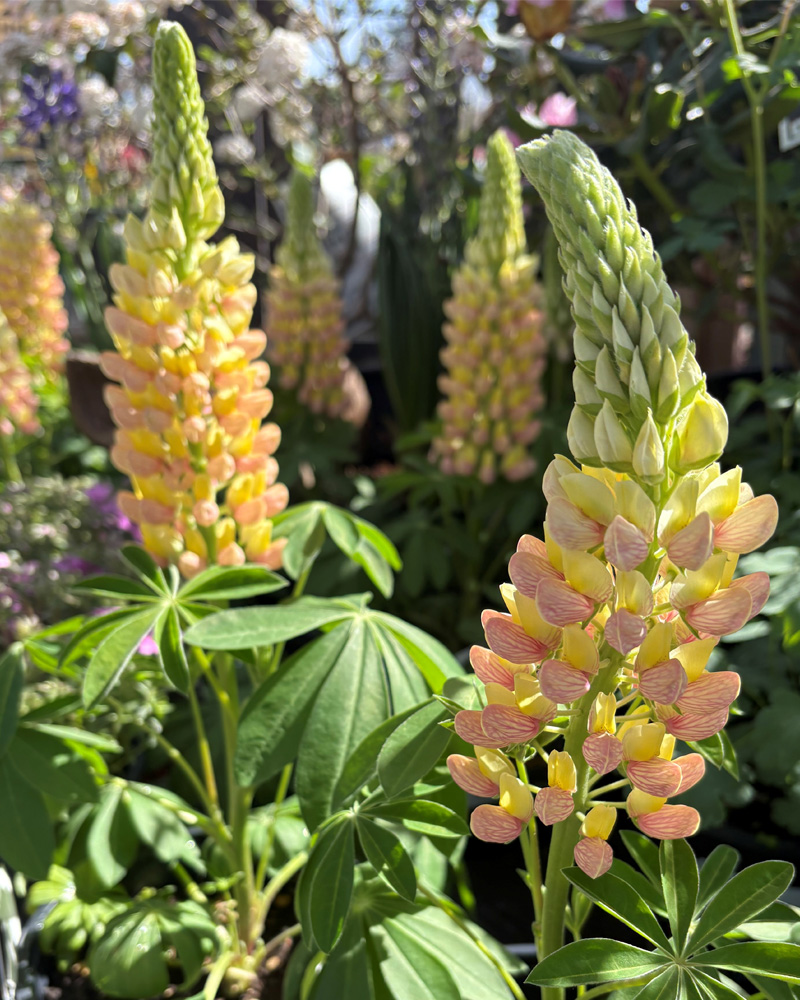 Staircase Orange White Lupine #1<br><i>Lupinus polyphyllus 'Staircase Orange White'</br></i>