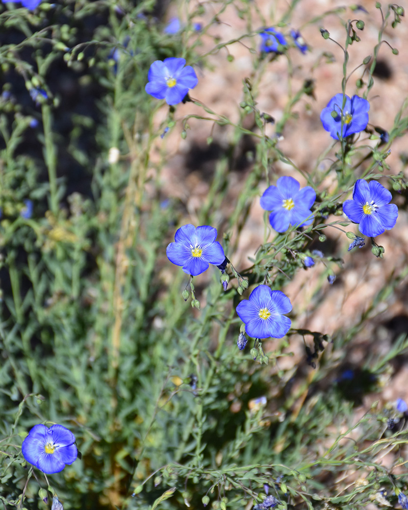 Wild Blue Flax #1<br><i>Linum lewisii</br></i>