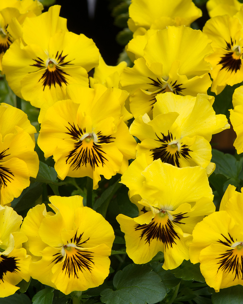 Viola Frizzle Sizzle Mini Yellow 6 Pack