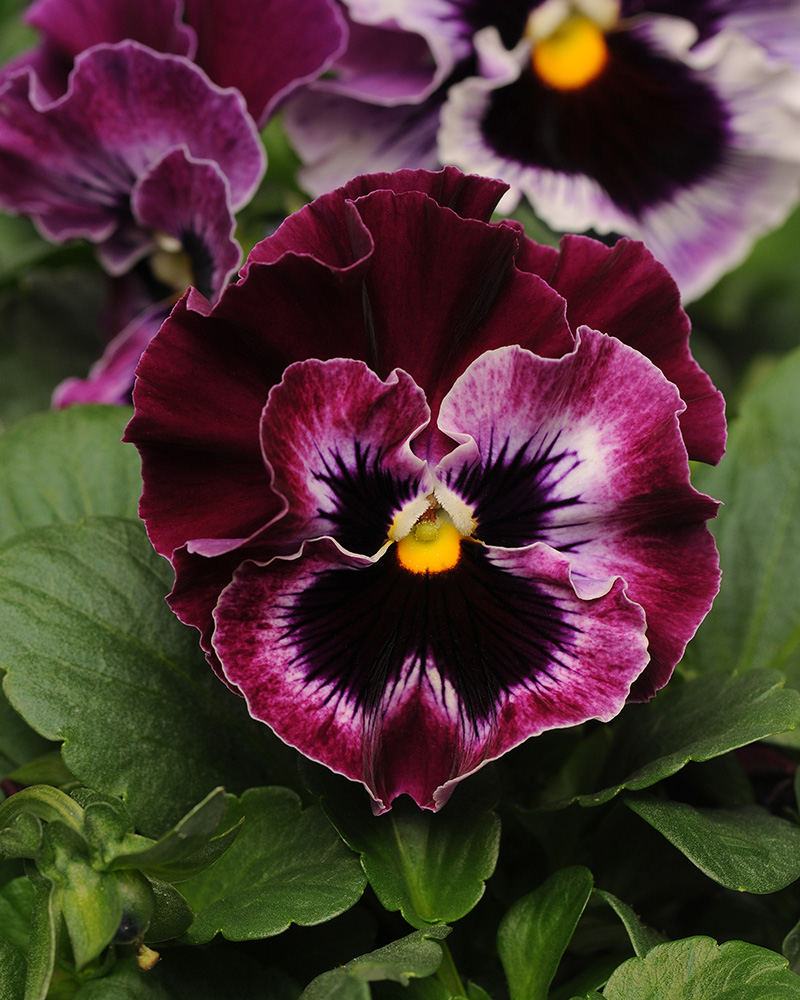 Pansy Frizzle Sizzle Raspberry 6 Pack