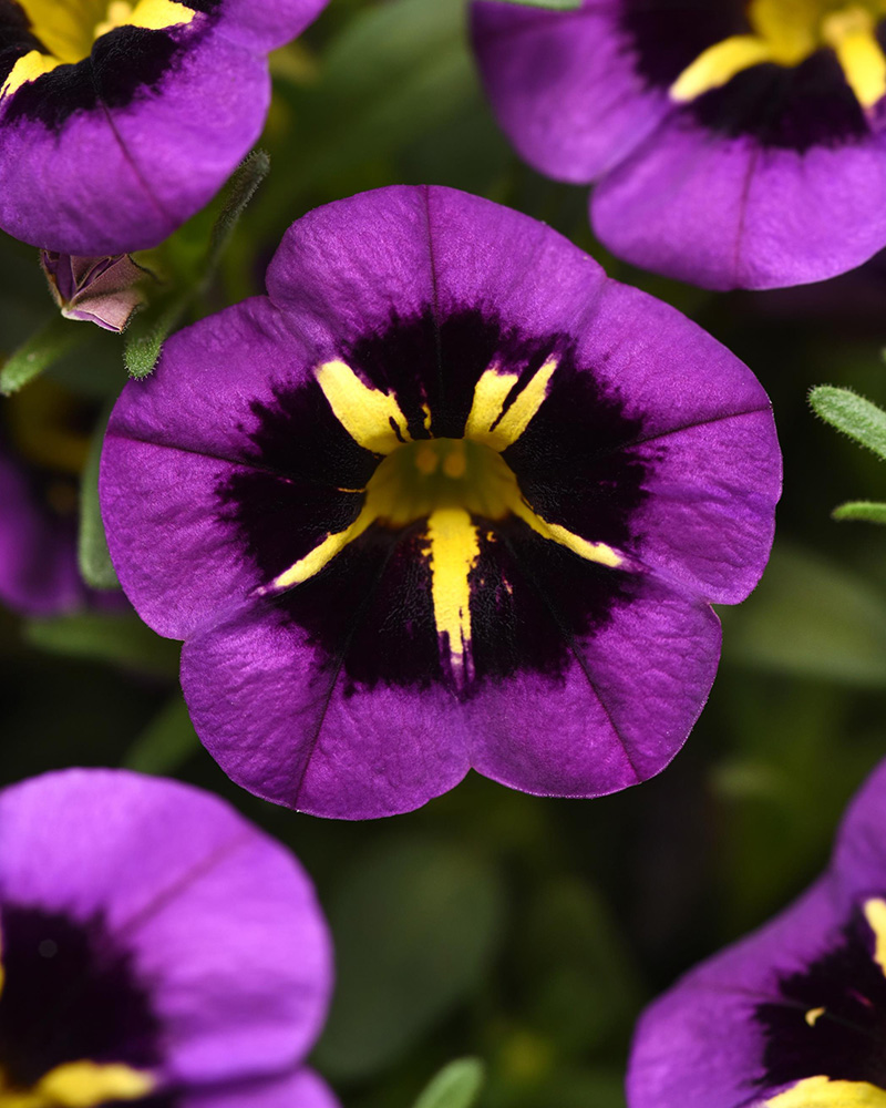 Calibrachoa Cabaret Midnight Kiss 4"