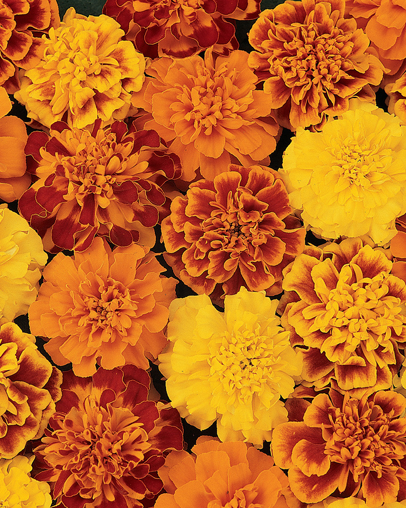 Marigold Bonanza Mix 6 Pack