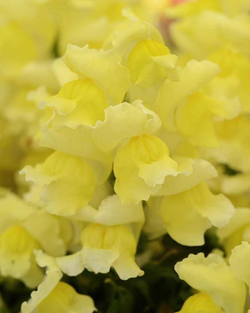 Snapdragon Snapshot Yellow 6 Pack