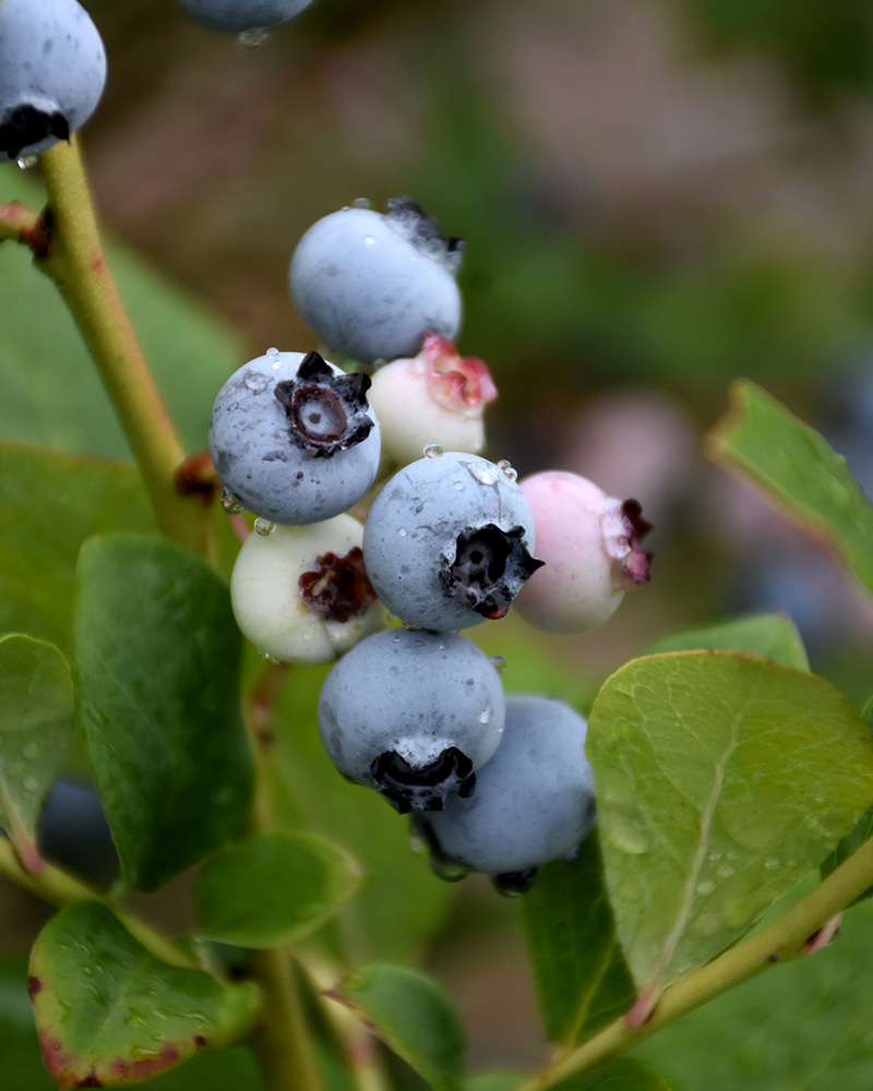 Spartan Blueberry #2<br><i>Vaccinium corymbosum 'Spartan'</br></i>