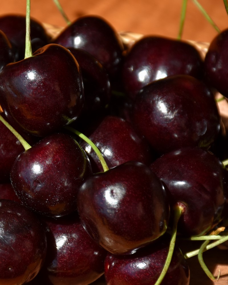 Stella Cherry #15<br><i>Prunus avium 'Stella'</br></i>