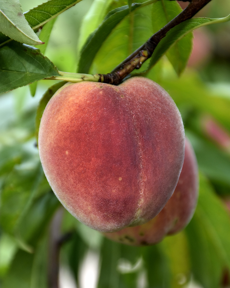 Contender Peach #7<br><i>Prunus persica 'Contender'</br></i>