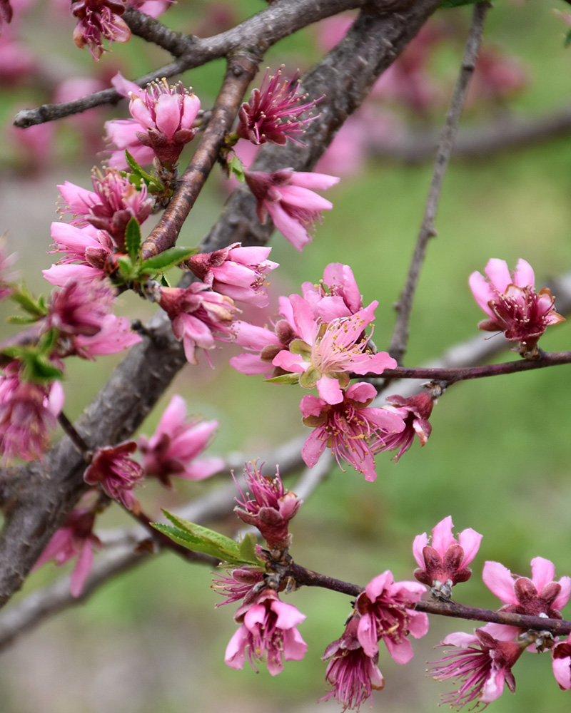 Contender Peach #7<br><i>Prunus persica \'Contender\'</br></i>